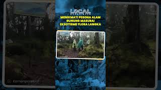 Pesona Alam Gunung Masurai yang Dipenuhi dengan Eksotisme Flora Langka yang Masih Terjaga