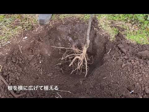 園芸 梨の木を育てるヒント
