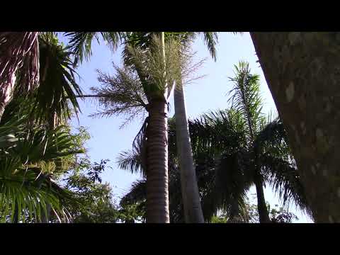 Roystonea altissima Jamaican Royal Palm