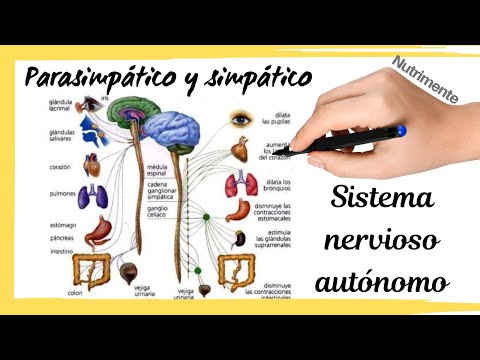 Sistema nervioso AUTÓNOMO  [Simpático y Parasimpático]
