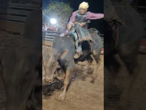 rodeio bela vista de goias batata