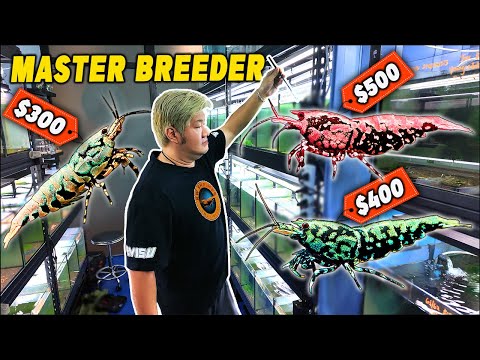 Breeding The Most Expensive Shrimp - Inside Singapore's LARGEST Caridina Breeder...(KW Shrimps)