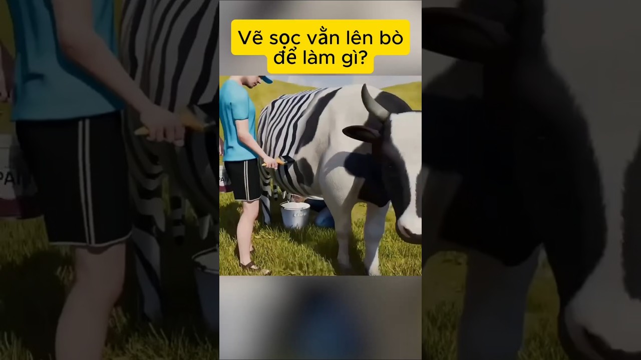 Vẽ sọc vằn lên bò để làm gì?