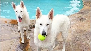 All You Need To Know About White German Shepherds.