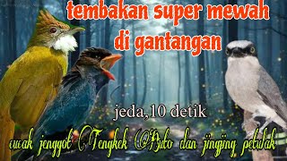 Download lagu Tembakan super mewah 🔥🔥 cucak jenggot Tengkek Buto dan jingjing petulak mp3