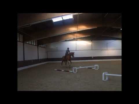 RAVELL 8j Wallach v. Rascalino VB 10.000,- Euro