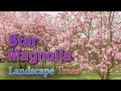 Will a Star Magnolia Tree Grow in Your Yard?