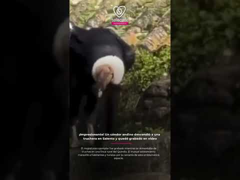 ¡Impresionante! Un cóndor andino descendió a una truchera en Salento y quedó grabado en video