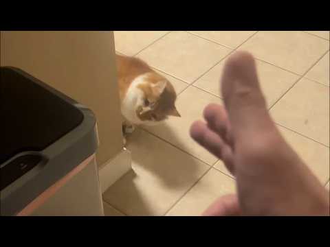 UNUSUAL MEMES COMPILATION V356