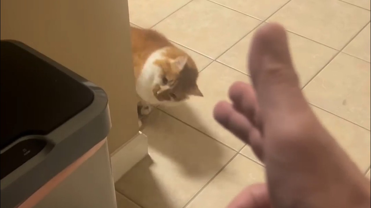 UNUSUAL MEMES COMPILATION V356