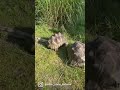 Bully Tortoise Is At It Again