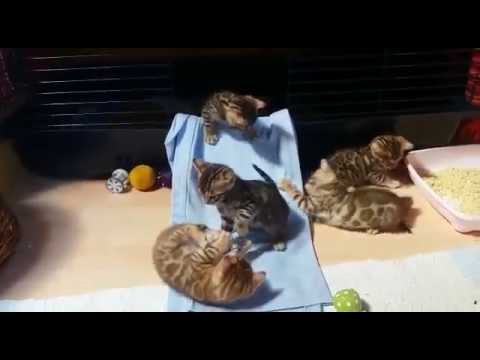 Arrabona Bengalen - Our litter ♥ F.Ramone's Bengal Cat Amala x Kanpur Gold Boy