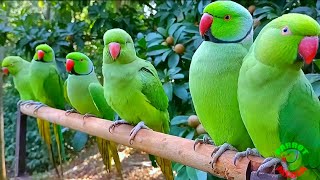 Download lagu Suara Burung Beo Leher Cincin India Liar mp3