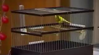 Download lagu kontes kenari rusia.. suara unik dan keren mp3 Download lagu kontes kenari rusia.. suara unik dan keren mp3