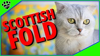 Scottish Fold Cats 101  - 10 Fum Facts About Domestic Scottish Folds