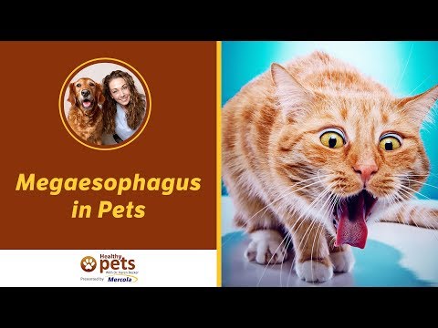 Megaesophagus in Pets