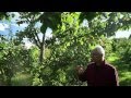Miracle Farms A 5 Acre Commercial Permaculture Orchard In Southern Quebec Canada