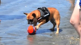 French Bulldog Teddy Beach Ballin'