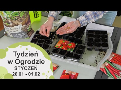 Styczeń w ogrodzie. Kalendarz ogrodnika na 26.01 - 01.02 Prace ogrodnicze w styczniu