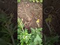 QUINTUPLE SLOW WORM FLIP!