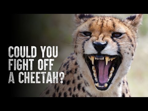 How to Survive a Cheetah Attack