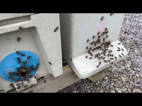 Nucs & Hive Of Bees (National) - Image 2