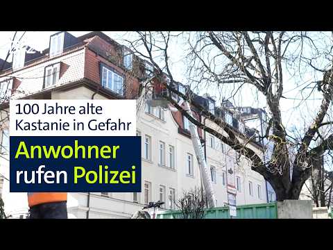 Baum-Drama in München: 100 Jahre alte Kastanie soll offenbar gefällt werden | Abendschau | BR24