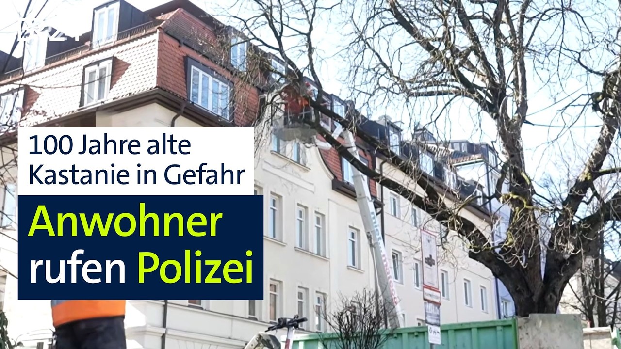 Baum-Drama in München: 100 Jahre alte Kastanie soll offenbar gefällt werden | Abendschau | BR24