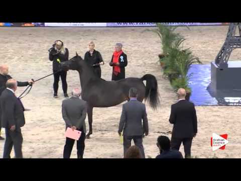 N.34 AL JAZEERA - Paris 2015 - Fillies 2-3 years old (Class CM2 A)