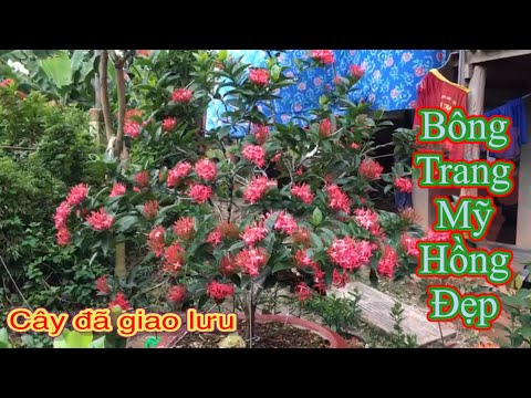 Mooie My Hong-katoenpagina heeft geruild