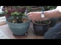 How Plants Can Sing Emerald Voices Music Of The Trees