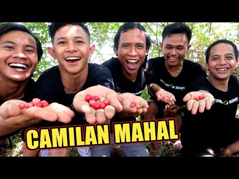 mukbang-buah-mahal-buah-kersen-yang-berkhasiat-part-2-habis-eksperimen-sempel-20