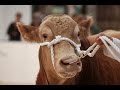 Saskatchewan Beef Expo's video thumbnail