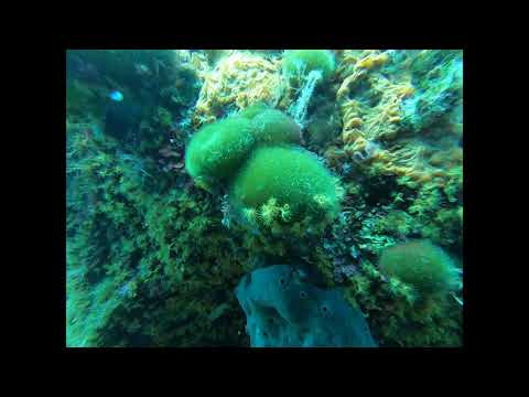 Codium bursa