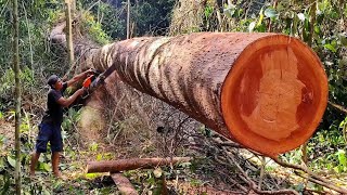 Download lagu Extra Challenge ‼️ Part 3 Processing red Meranti wood in the interior of the Kalimantan jungle mp3