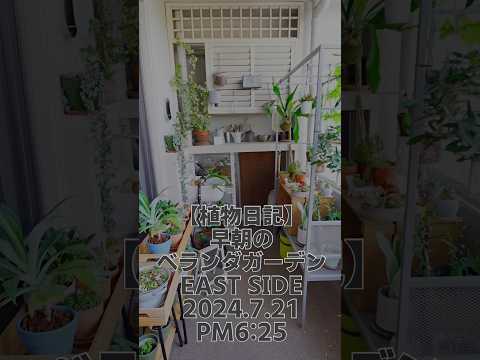 deco-balcon-plantes-grimpantes-arbuste-fleuri déco balcon