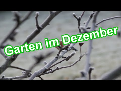 Gartentipps & Gartenarbeit im Monat Dezember – Der Garten im Dezember #Quicktipp
