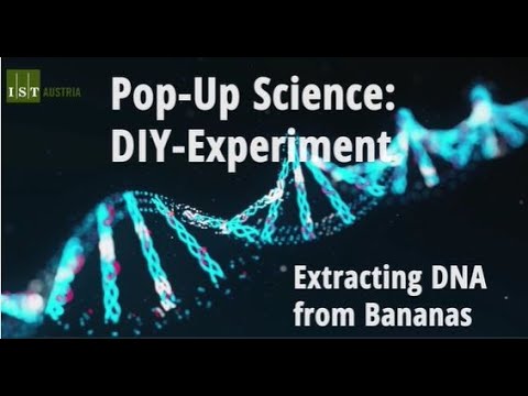 Die DNA einer Banane / The DNA of a banana