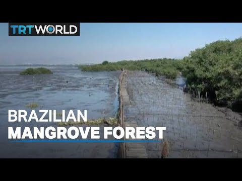 Hope for Brazilian mangrove forest as billions set for cleanup