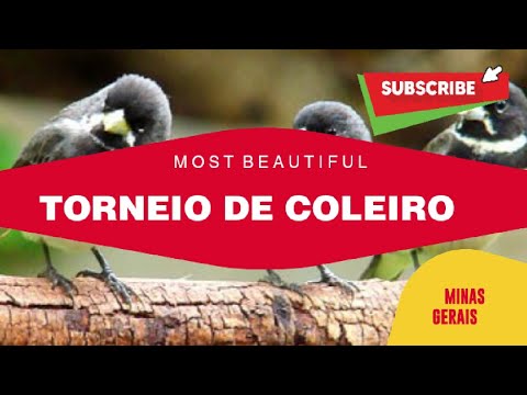 TORNEIO DE COLEIRO EM MINAS GERAIS , Astolfo Dutra