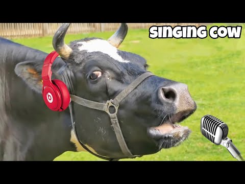 FUNNY COW SONG 5│ Cow Dance & Cow Videos 2024 | Cow dance mix | funny dancing gay | #cowdance #cow
