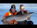 Video Thumbnail for *** 42 inch Northern Pike On Lake Diefenbaker ***