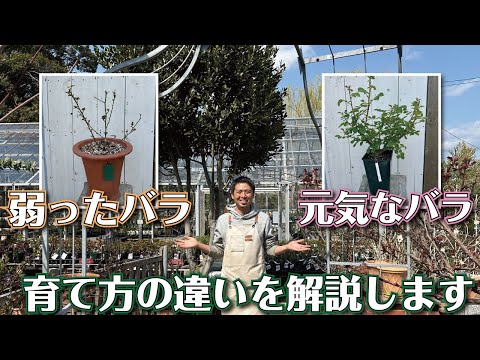 冬になるとトゥジャが茶色になるのはなぜですか?原因と解決策は何ですか?  庭園