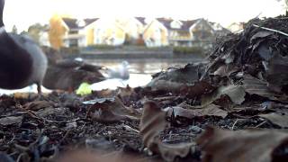 preview picture of video 'Birds at Nesparken, Moss'
