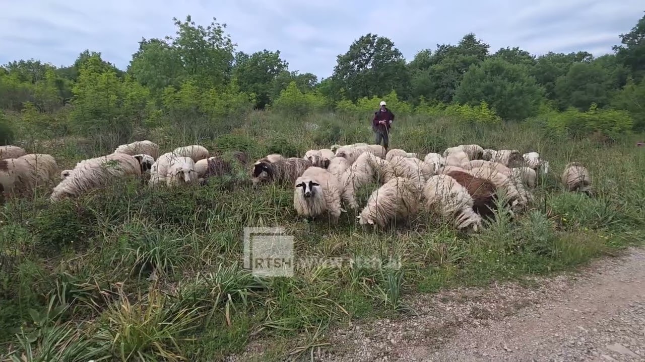 Murtaja te të imtat, 2 ferma të prekura. Tregu i bllokuar, nis asgjësimi i 110 krerë deleve