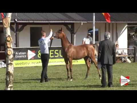 N.85 SOLARIS - Ströhen 2015 B-Show - Yearling Colts (Class D)