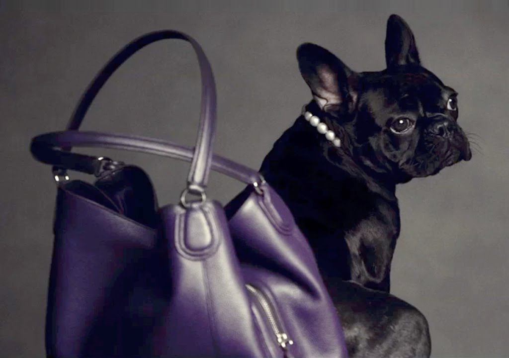 COACH PRESENTS MISS ASIA KINNEY IN #COACHPUPS thumnail