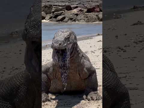 😱vomit big moray eel carcases