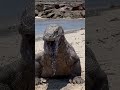 😱vomit big moray eel carcases