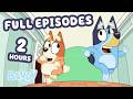 LIVE Let Play Raiders 2 HOURS Of Bluey Full Episodes Bluey